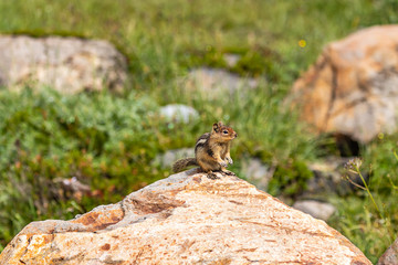 small chipmunk with big paws sits up tall on stone
