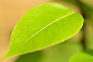 Fototapeta na wymiar Green leaves of trees in early spring