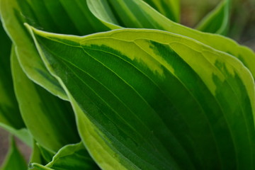 Obraz premium The dew on the leaves of a flower in the early morning host