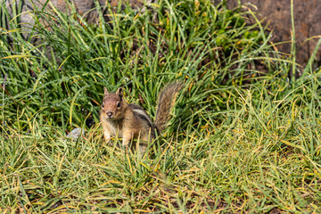 chipmunk sitting in tall grass with shiny dew drops