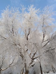 trees in hoarfrost, winter