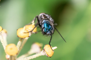 Detailed, Macro View of House Fly / Insect on yellow plant