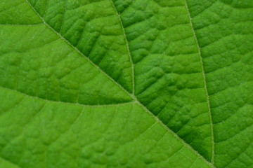 Naklejka na ściany i meble Green leaves of trees in early spring