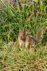 vertical shot of chipmunk sitting in clump of grass