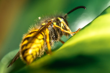 Detailed view of Yellow Macro Wasp with wings on green leaf