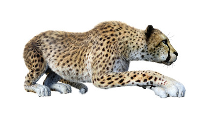 Naklejka premium 3D Rendering Big Cat Cheetah on White