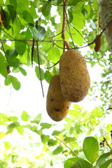 jackfruit on tree