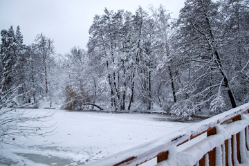 Winter forest landscape. The trees in winter.
