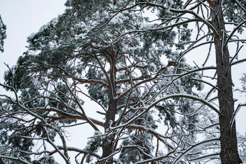 The branches of trees covered by snow. Close up. Winter background.