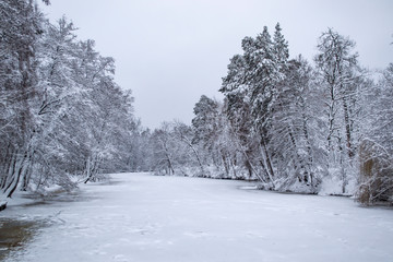 Winter forest landscape. The trees in winter.