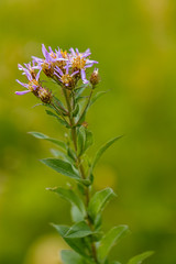 close up view of a stem full of aster's in summer