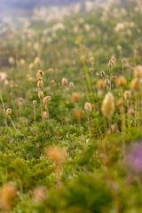 pasque flowers seedpods show yellow in green field