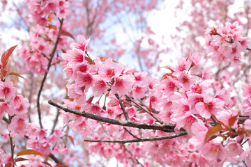 Wild Himalayan Cherry Blossoms in spring season, Prunus cerasoides, Pink Sakura Flower