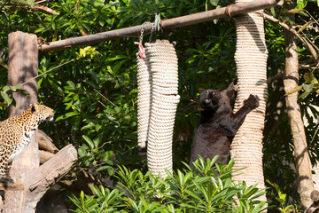 Leopard eating food on the tree.
