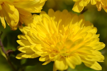 Yellow flower closeup