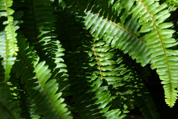 Fototapeta na wymiar green leaf fern texture in wild nature