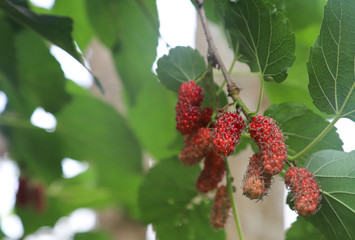 Closeup of organic fresh mulberry fruits and green leaves with garden background.