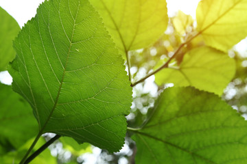 green leaf nature texture