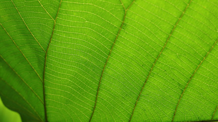 green cell structure texture of nature leaf background