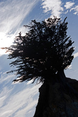A tree growing out of a rock in Otago Peninsula near Dunedin in New Zealand