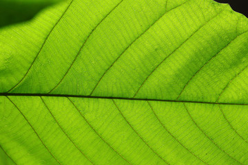 green cell structure texture of nature leaf background