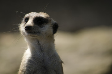 meerkat on guard
