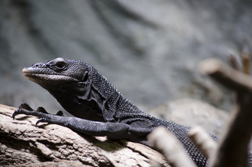iguana on rock