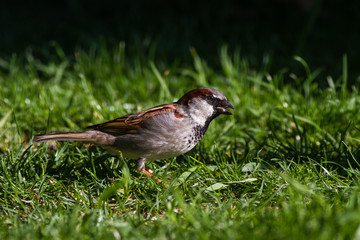 Haussperling oder Spatzhahn 