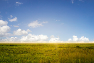 Fototapeta na wymiar lawn and blue sky background