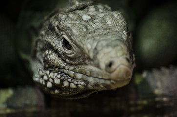 Obraz premium iguana