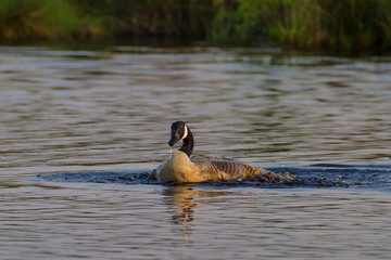 Kanadagans im Emsdettener Venn
