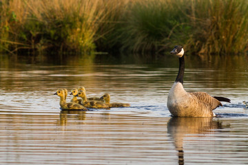 Kanadagaense mit Kueken