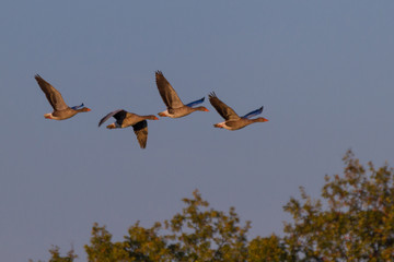 Graugaense im Flug bei Abendlicht