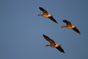 Blaessgaense im Flug