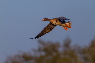 Blaessgaense im Flug