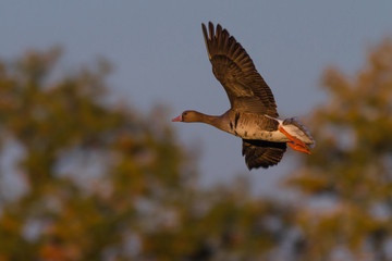 Blaessgaense im Flug