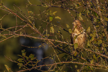 Bussard im Abendlicht 