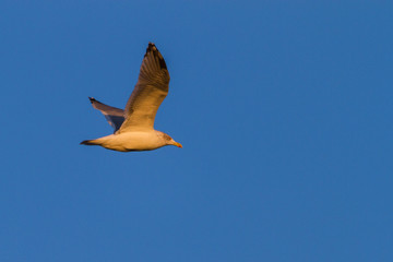 Silberm&ouml;we im Flug bei Abendlicht