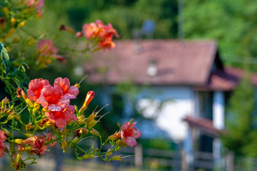 Coral and pink flowers on background of a countryside house and forest on a sunny day - 239152191