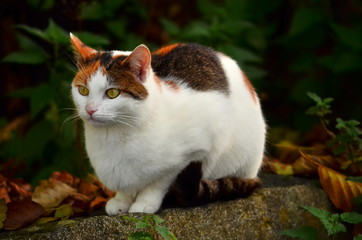 cat in garden