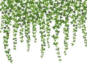 Green ivy. Creeper wall climbing plant hanging from above. Garden decoration ivy vines vector background - obrazy, fototapety, plakaty