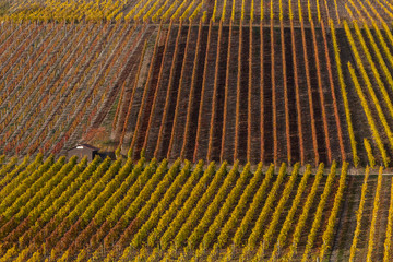 autumn in the vinyards in Weinsberg near Heilbronn in Germany