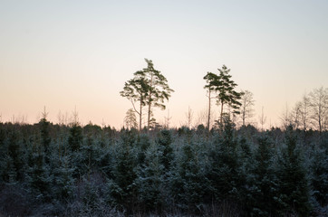 Winter sunset from the forest view, on the field. Otanki, Latvia.