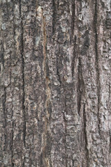 Closeup of tree bark of big tree in the tropical forest. A vertical view.