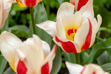 Red and white tulips on a grass background - 239153509