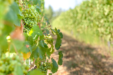 A bunch of green grapes on a background of a road and a vineyard - 239153514