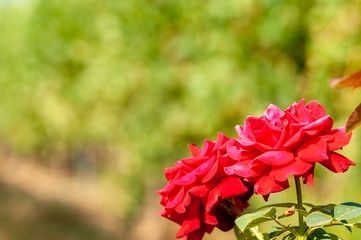 Two bright red roses on a background of blurred green plants - 239153519