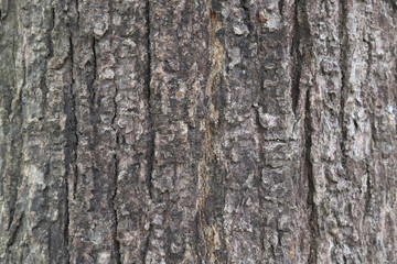 Closeup of tree bark of big tree as natural art background and template. 