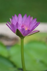 LOTUS flower,  it is beautiful flower that Buddhist take to give monk with the faith,  Thai people call DOK BUA.