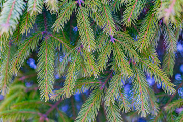 Christmas Background with snow on beautiful green pine tree brunch closeup, selective focus, Copy space.